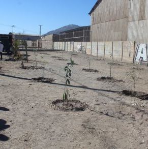 Jornada_arborización_nuevo_horizonte_Paipote_18.jpg